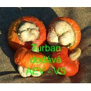 Okrasn&aacute; tykev Turban