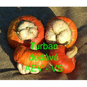 Okrasn&aacute; tykev Turban