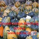 Okrasn&aacute; tykev Gro&szlig;fr&uuml;chtige Mischung