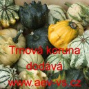 Okrasn&aacute; tykev Trnov&aacute; koruna