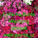 Hvozd&iacute;k bradat&yacute;, vousat&yacute; Einfache Bunte Mischung