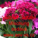 Hvozd&iacute;k bradat&yacute;, vousat&yacute; Vollbart Gef&uuml;llte Mischung