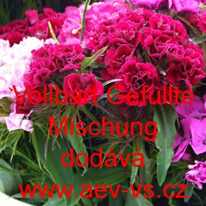 Hvozd&iacute;k bradat&yacute;, vousat&yacute; Vollbart Gef&uuml;llte Mischung