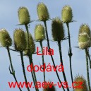 &Scaron;tětka soukenick&aacute; Lila