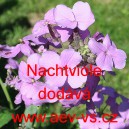 Večernice vonn&aacute; Nachtviole
