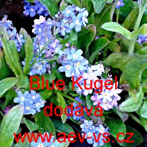 Pomněnka lesn&iacute; Blue Kugel