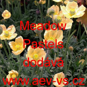 M&aacute;k nahoprut&yacute;, hol&yacute;, lys&yacute;, islandsk&yacute; Meadow Pastels