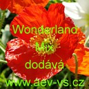 M&aacute;k nahoprut&yacute;, hol&yacute;, lys&yacute;, islandsk&yacute; Wonderland Mix