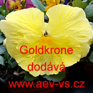 Mace&scaron;ka zahradn&iacute; Schweiser Riesen Goldkrone