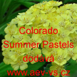 Řebř&iacute;ček obecn&yacute; Colorado Summer Pastels