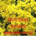 Tařice skaln&iacute; Gold Dust