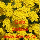 Tařice skaln&iacute; Gelb