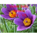 Koniklec německ&yacute; (sasanka) Violett Bells