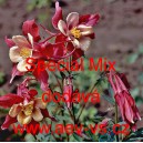 Orl&iacute;ček modr&yacute; Special Mix