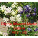 Orl&iacute;ček obecn&yacute; Double flowered Mixtur