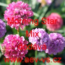 Tr&aacute;vnička př&iacute;mořsk&aacute; Morning Star Mix