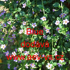 Bakopa rozložit&aacute; Blutopia