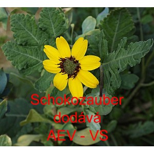 Berlandiera tmavočerven&aacute; Schokozauber