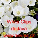 Zvonek karpatsk&yacute; White Clips