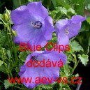 Zvonek karpatsk&yacute; Blue Clips