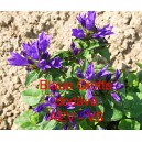 Zvonek klubkat&yacute; Blaue Grotte