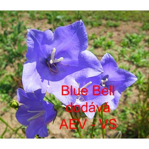 Zvonek broskvolist&yacute; Blue Bells