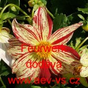 Jiřinka proměnliv&aacute; Feurwerk