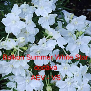Ostrožka velkokvět&aacute;, č&iacute;nsk&aacute; Balkon Summer White Star