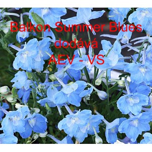 Ostrožka velkokvět&aacute;, č&iacute;nsk&aacute; Balkon Summer Blues