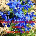 Ostrožka velkokvět&aacute;, č&iacute;nsk&aacute; Balkon Summer Nights