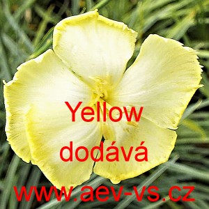 Hvozd&iacute;k Knapův Yellow