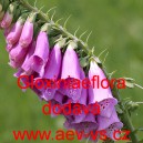 N&aacute;prstn&iacute;k červen&yacute; Gloxiniaeflora