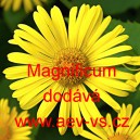 Kamzičn&iacute;k v&yacute;chodn&iacute; Magnificum