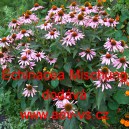 Třapatka nachov&aacute; Mischung