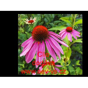 Třapatka nachov&aacute; Clio