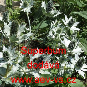 M&aacute;čka alpsk&aacute; Superbum