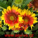 Kokarda osinat&aacute; Kokarden Midi Mischung