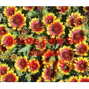 Kokarda zkř&iacute;žen&aacute; Arizona Early Sun