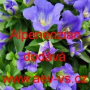 Hořec bezlodyžn&yacute; Alpenenzian