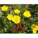 Kukl&iacute;k městsk&yacute; Gelb