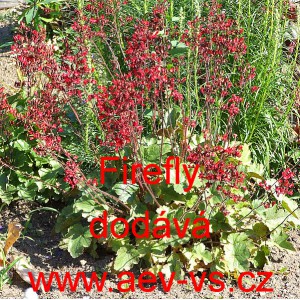 Dlužicha třeslicovit&aacute; Firefly