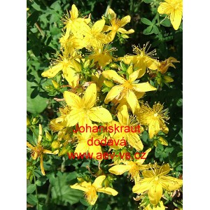 Třezalka tečkovan&aacute; Johanniskraut