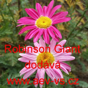 Řimbaba růžov&aacute;, Kopretina řimbaba, Kopretina červen&aacute; Robinson Giant