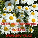 Kopretina největ&scaron;&iacute; Stern von Antwerpen