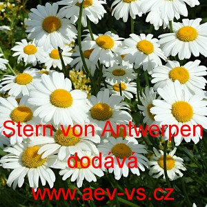 Kopretina největ&scaron;&iacute; Stern von Antwerpen