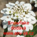Iberka vždyzelen&aacute;, &Scaron;těničn&iacute;k Snowflake
