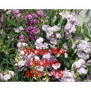 Hrachor &scaron;irokolist&yacute; Wicke Mix