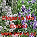 Levandule l&eacute;kařsk&aacute; Elegance Mix