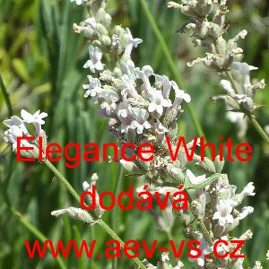 Levandule l&eacute;kařsk&aacute; Elegance White