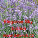 Levandule l&eacute;kařsk&aacute; Elegance Sky